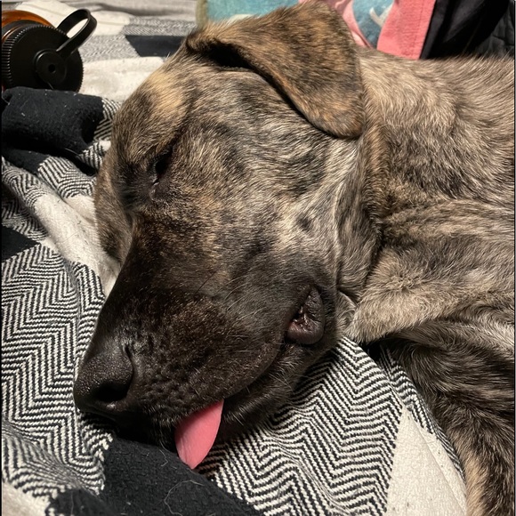 Meet your Posher, Timothy - Picture 1 of 1